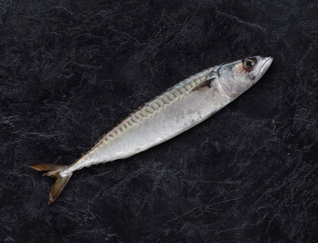 Image of Atlantic mackerel