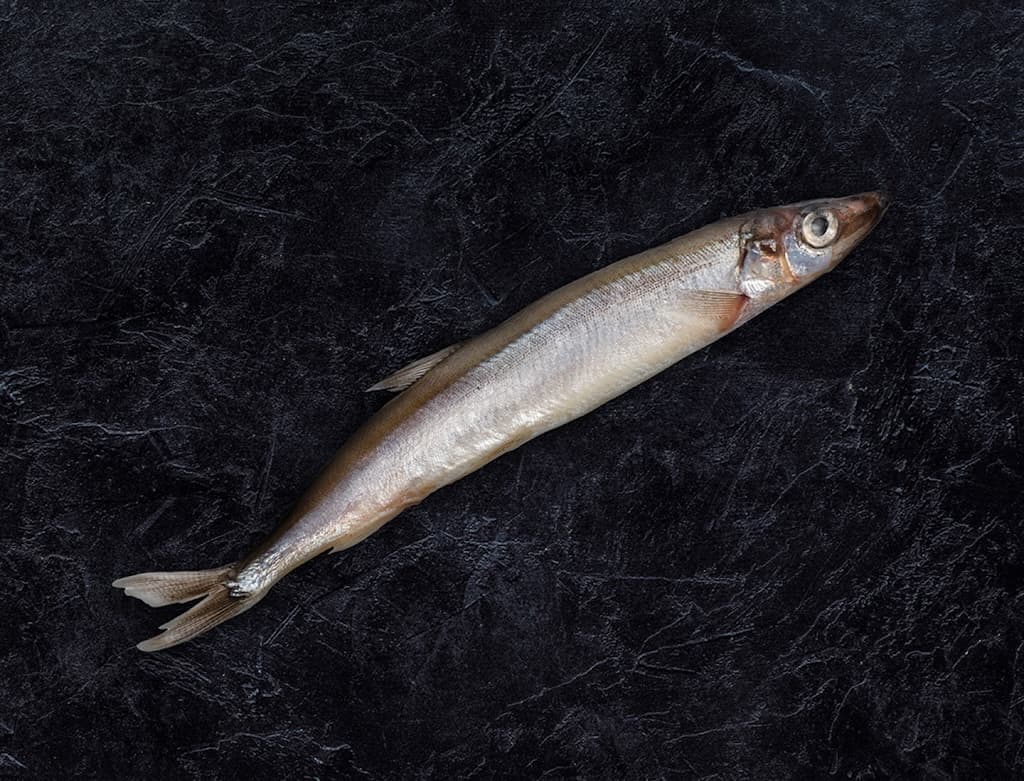 Image of Pacific hake