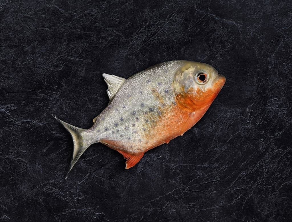 Image of Red pacu