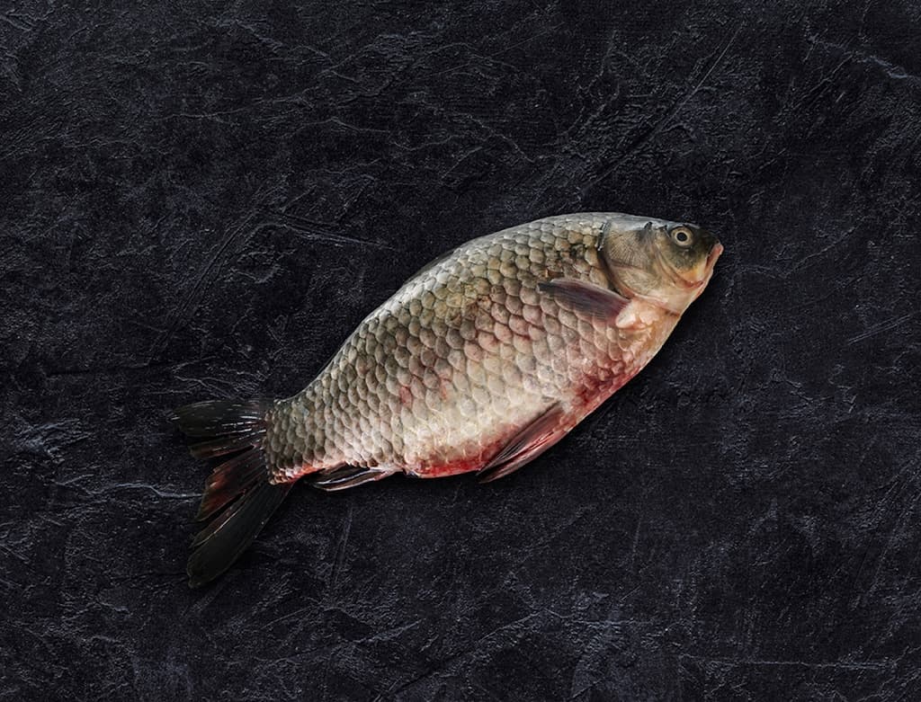 Image of Tilapia